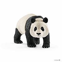 Giant Panda, Male