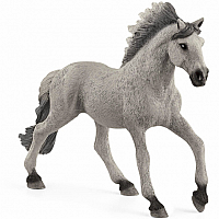 Sorraia Mustang Stallion 2021