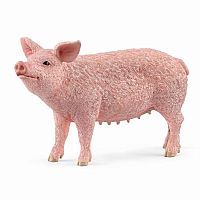 Pig 2022