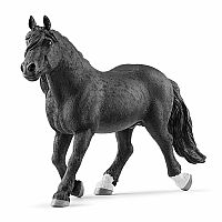 Noriker stallion